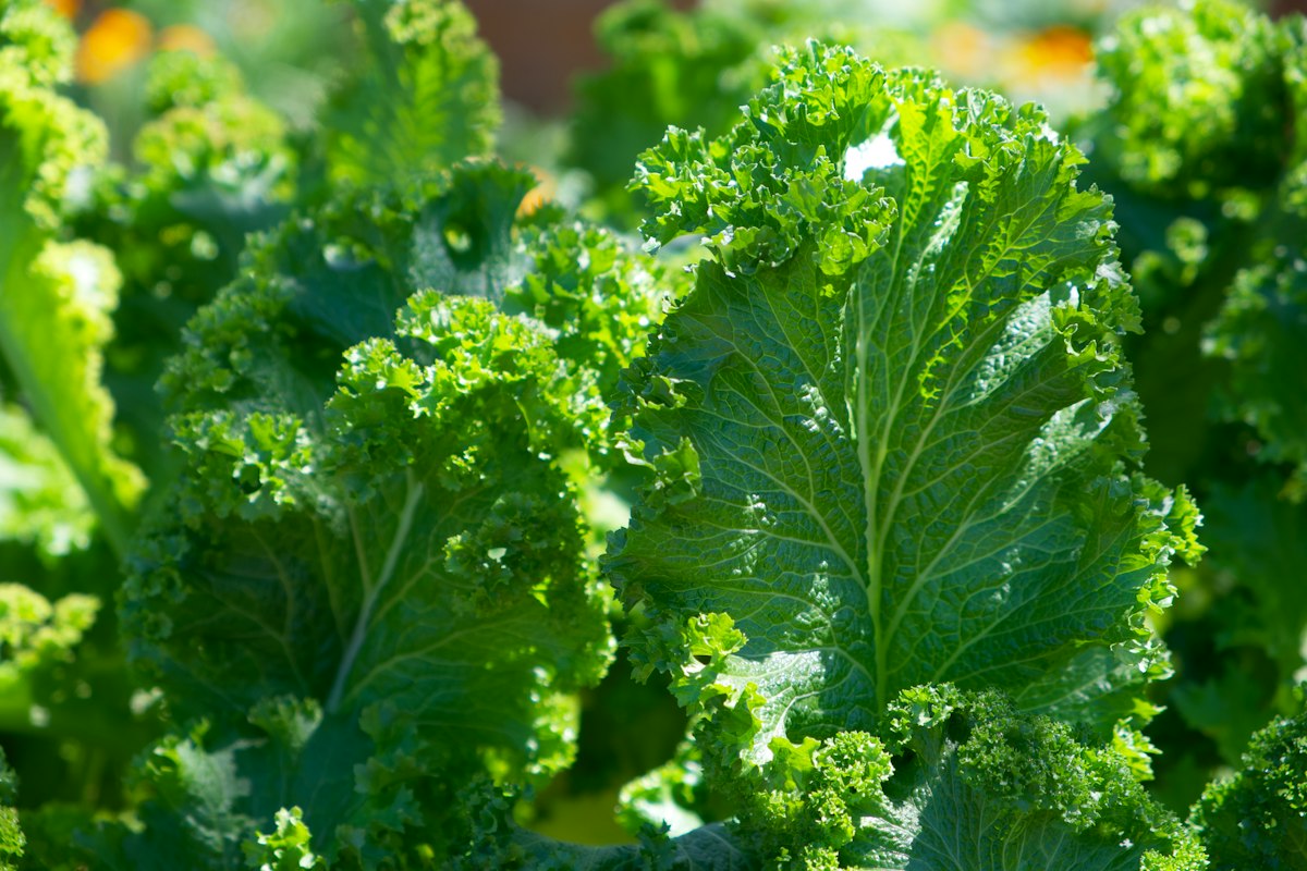 Fresh market vegetables and legumes for a balanced low-sugar meal